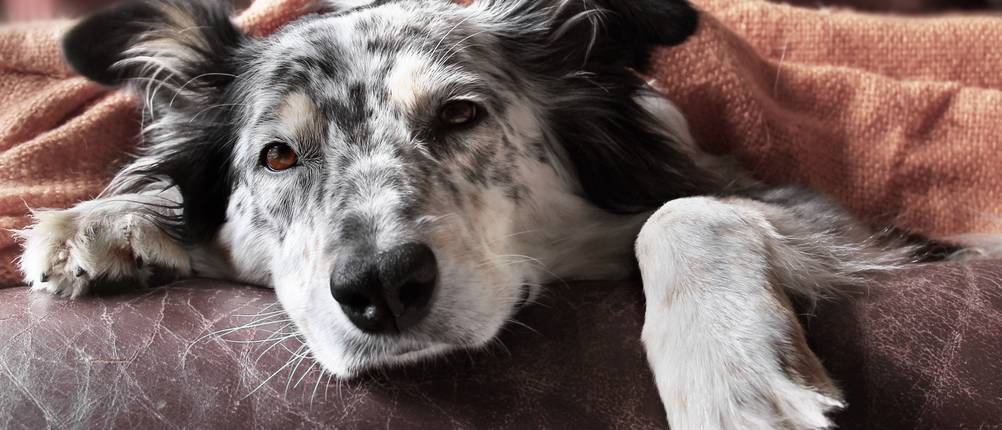 Hundekrankenversicherung-Test: Ein schwarz-weißer Hund liegt zugedeckt auf der Couch.