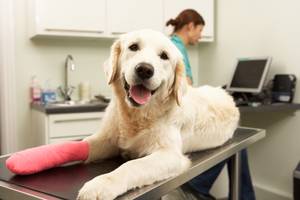 Test der Hundekrankenversicherungen: Golden Retriever liegt auf einem Behandlungstisch und hat an der rechten Vorderpfote einen Gips.