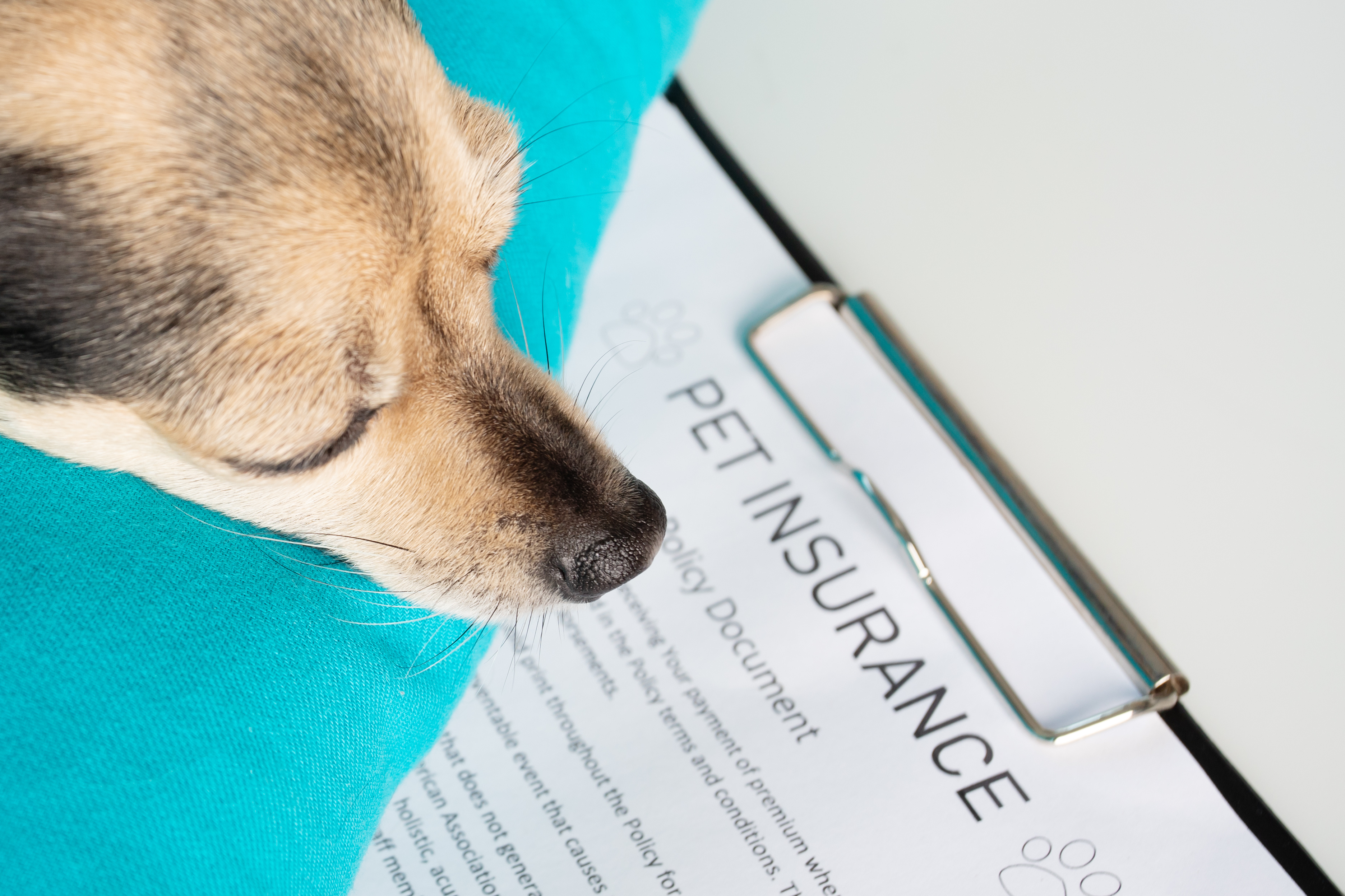 Hundekrankenversicherung: Top 10 Test & Vergleich