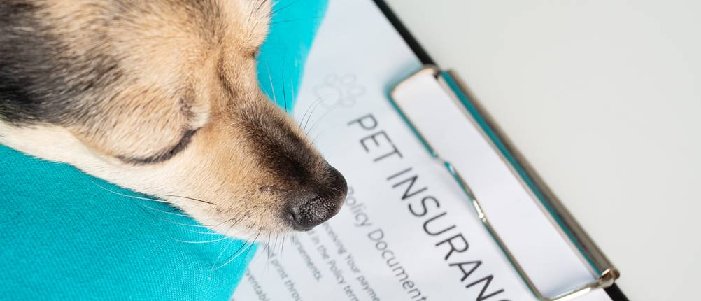 Hundekrankenversicherungen getestet: Hund legt seine Schnauze auf ein Klemmbrett mit einer Hunde-Krankenversicherung.