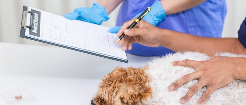 Hundekrankenversicherungen im Vergleich: Ein Hundebesitzer unterschreibt beim Tierarzt ein Dokument.