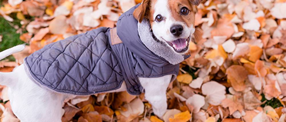 Hundemantel-Test: Ein kleiner Hund, der einen grauen Hundemantel trägt und durch Laub läuft.