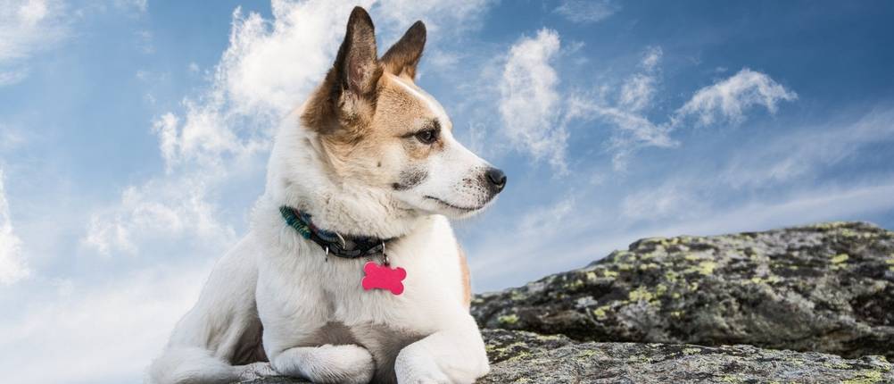 Hundemarke-Test