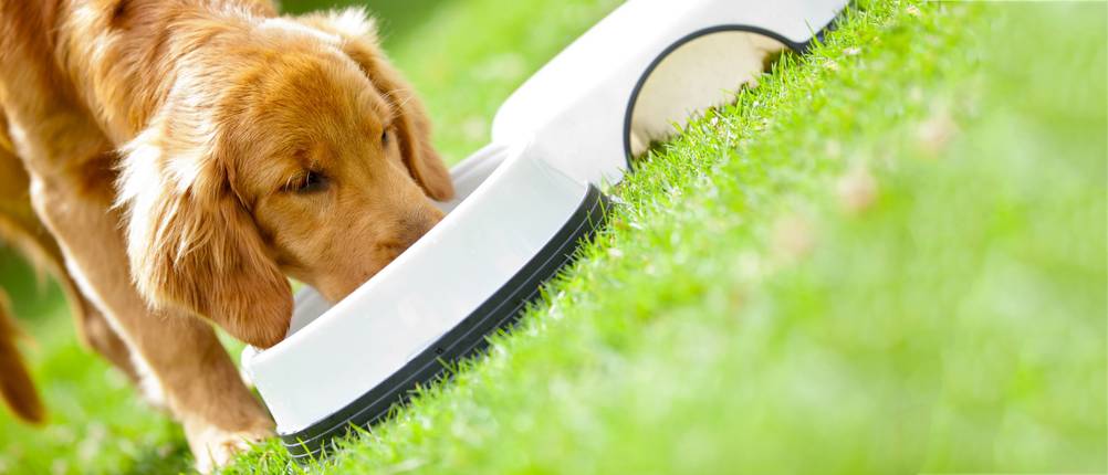 großer hundefutter vergleich