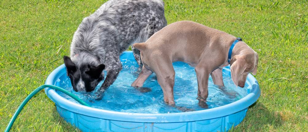 Hundepool gross im Test: Zwei Hunde, die in einem blauen Pool Freude haben.