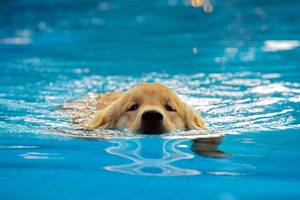 Hunde der Rasse Golden Retriever oder Labrador schwimmen gerne.