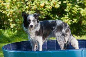 In gängigen Hundepool-Tests im Internet schneiden Pools aus Hartplastik, die nicht faltbar sind schlechter ab.