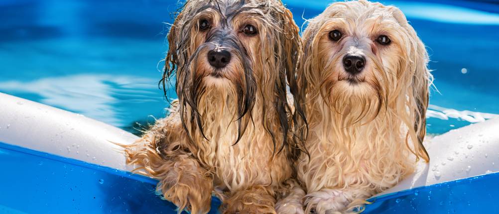 Um Hundepool-Testsieger-Potenzial zu haben, sollten diese sehr robust, faltbar und mit Abdeckung und Transporttasche geliefert werden.