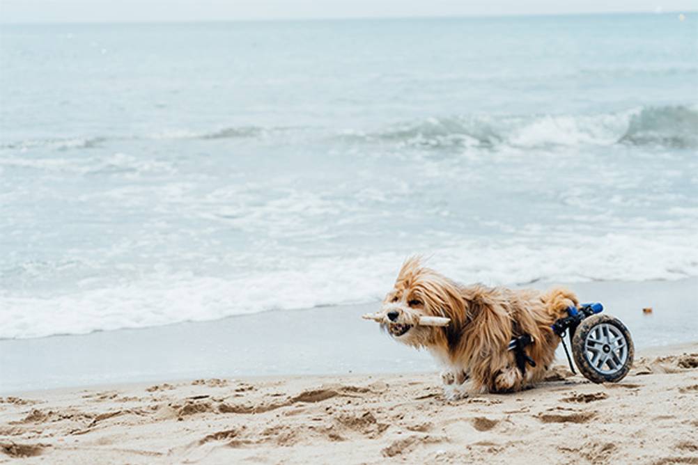 Hunderollstuhl im Test: Ein kleiner Hund mit Stock im Maul, der dank des Hunderollstuhls am Strand entlang rennen kann.