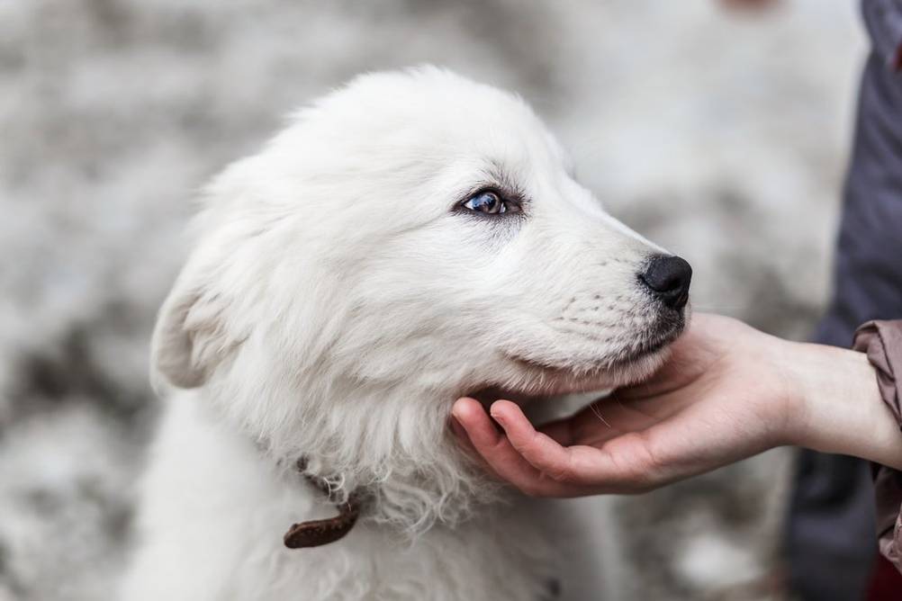 hundeschermaschine-fuer-dickes-fell