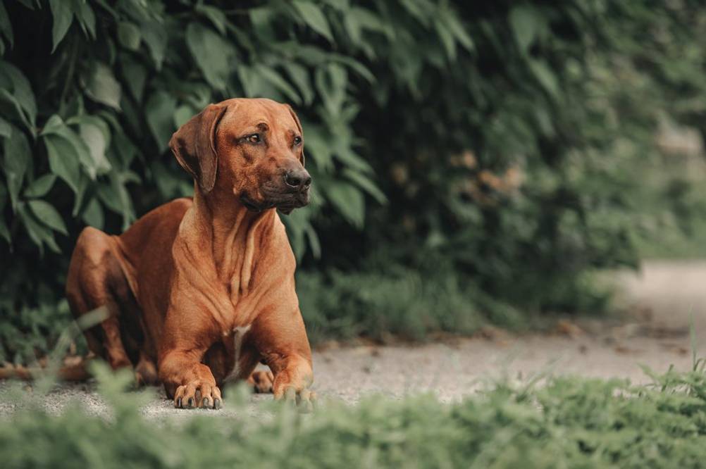 hundeschermaschine-fuer-normales-fell