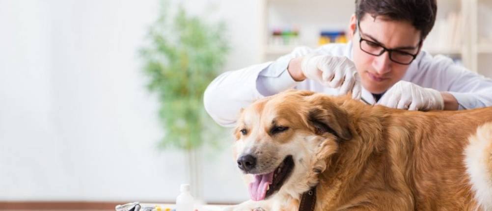hundeschermaschine-zecken-entfernen
