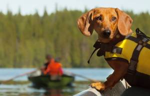 Hunde können schwimmen, dennoch empfiehlt sich eine Hundeschwimmweste auf hoher See.
