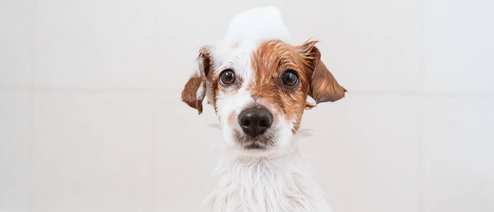 hundeshampoo-weißes-fell-test