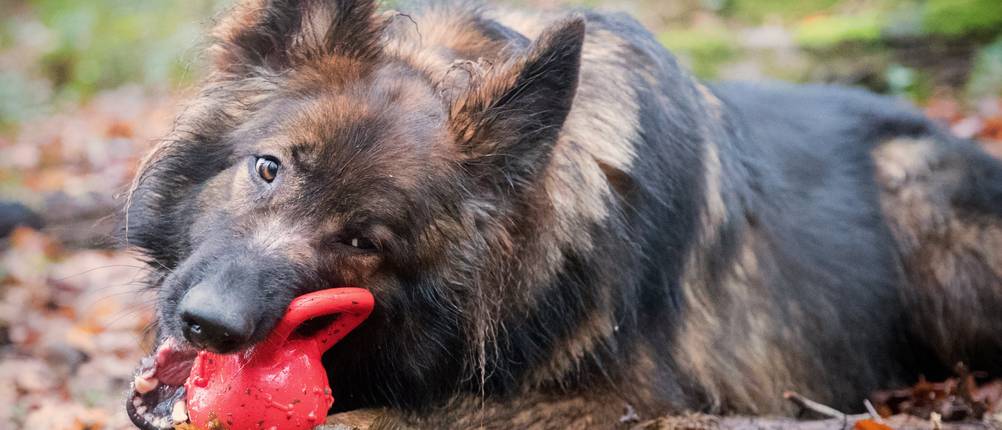 hundespielzeug für große hunde