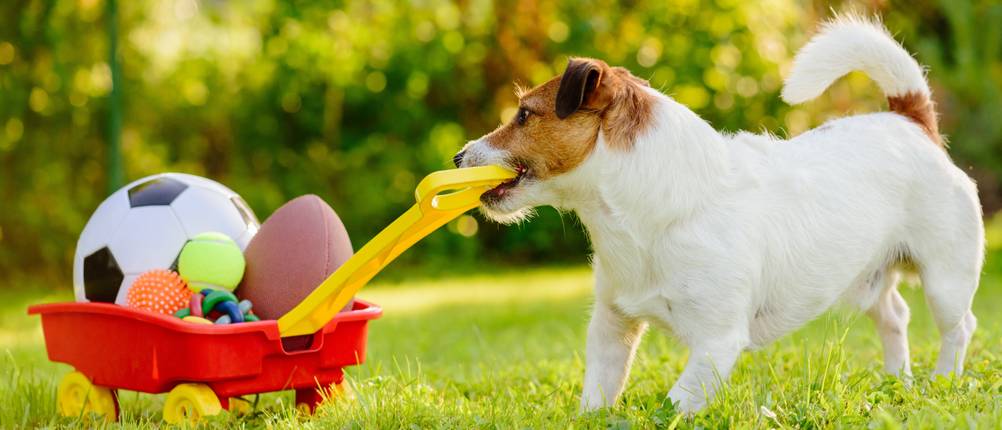 hundespielzeug für kleine hunde