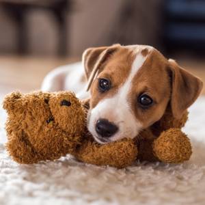 hundespielzeug für welpen