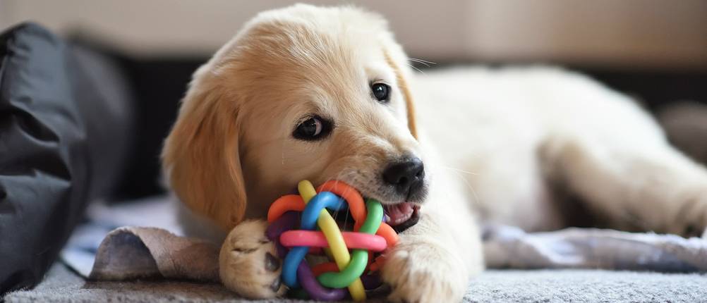 hundespielzeug test