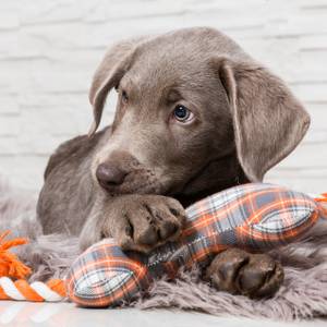 hundespielzeug welpenspielzeug