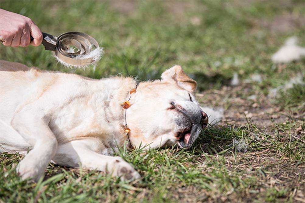 Hundestriegel im Test: Ein Hund, der auf einer Wiese liegt und gestriegelt wird.