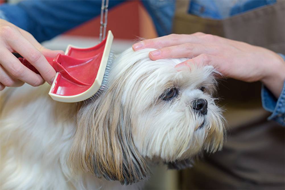 Hundestriegel im Test: Hier ein kleiner Hund mit langem Fell, der mit einem roten Hundestriegel gebürstet wird.