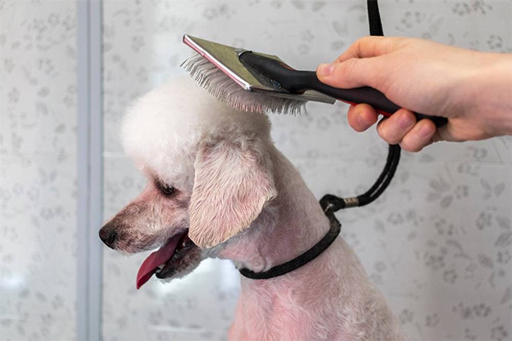 Hundestriegel im Test: Hier ein angeleinter Pudel, der gerade gekämmt wird.