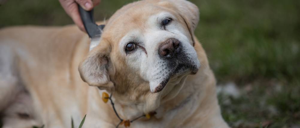 Hundestriegel im Test: Dieser Hund sieht während der Verwendung des Hundestriegels noch etwas skeptisch aus.