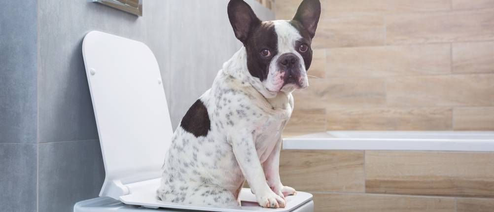 Hundetoilette-Test