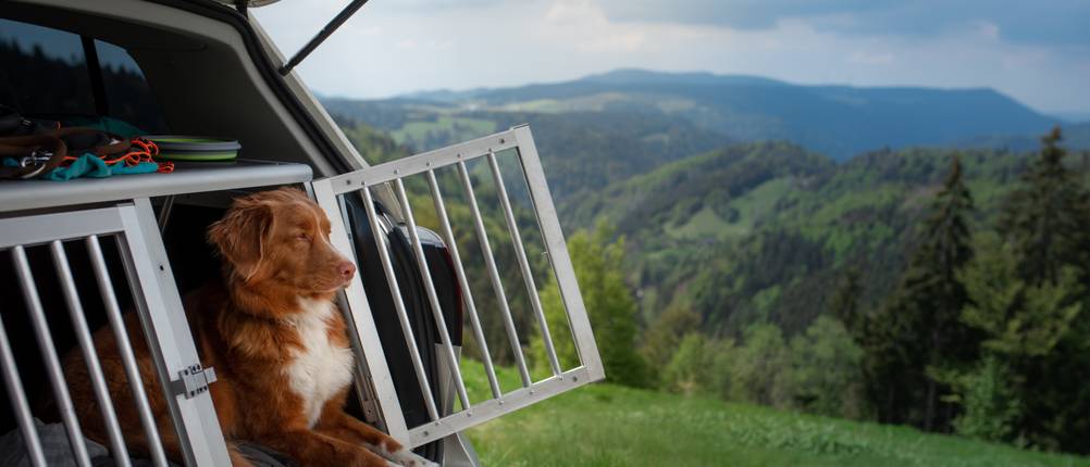 hundetransportbox-alu-test
