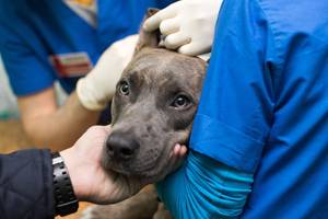 krankenversicherung-hund-test-service
