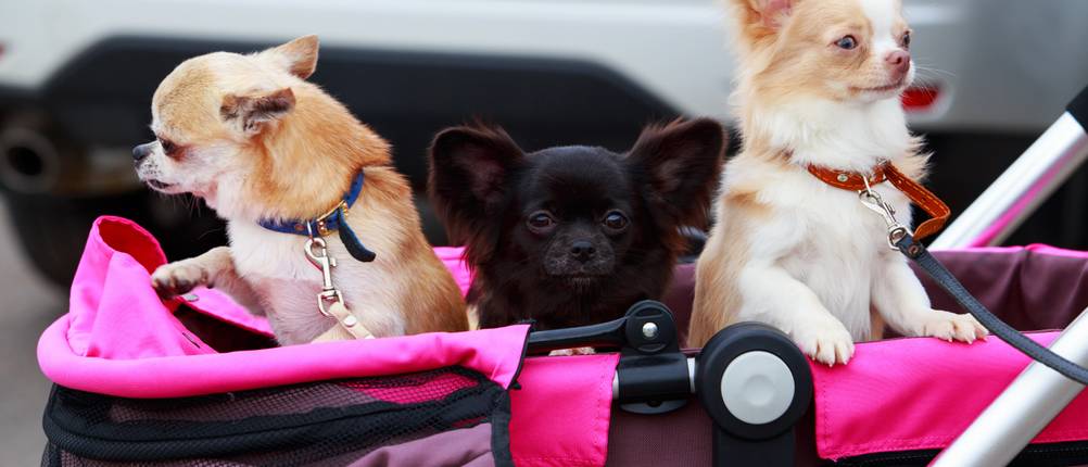 In gängigen Hundebuggy-Tests im Internet wird daruaf hingewiesen, die Hunde im Wagen dennoch anzuleinen, um sie am herausspringen zu hindern.