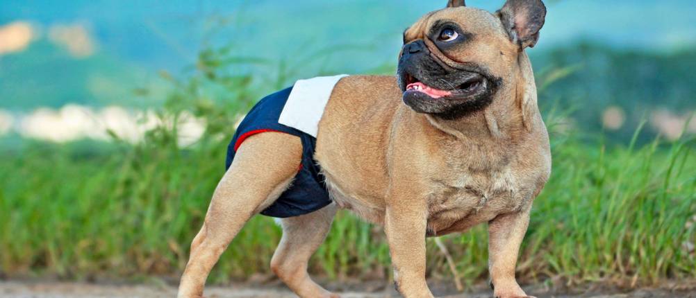 Hundewindeln Test