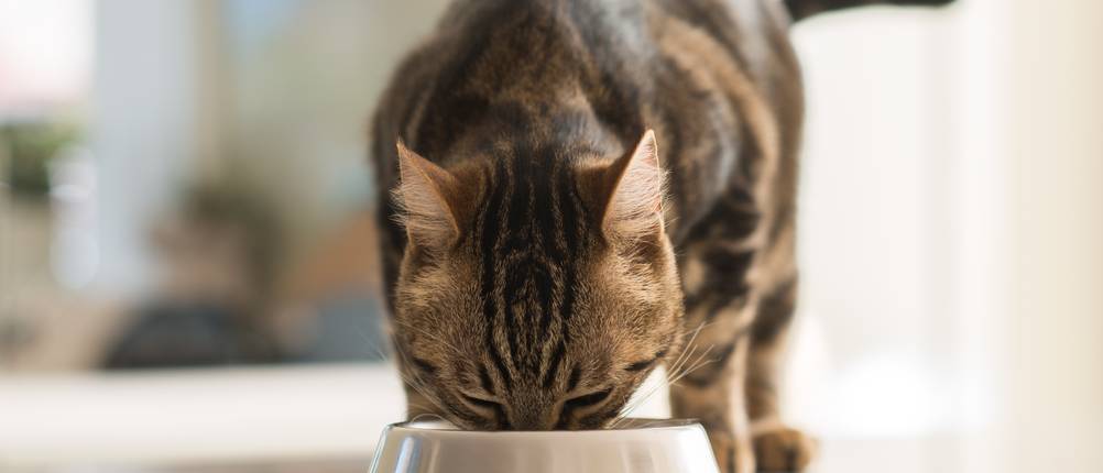 iams-katzenfutter-test