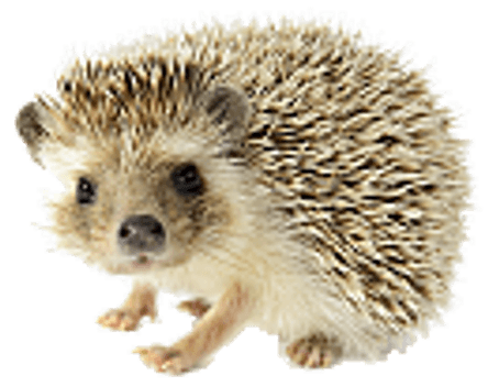 Igel, erinaceus albiventris