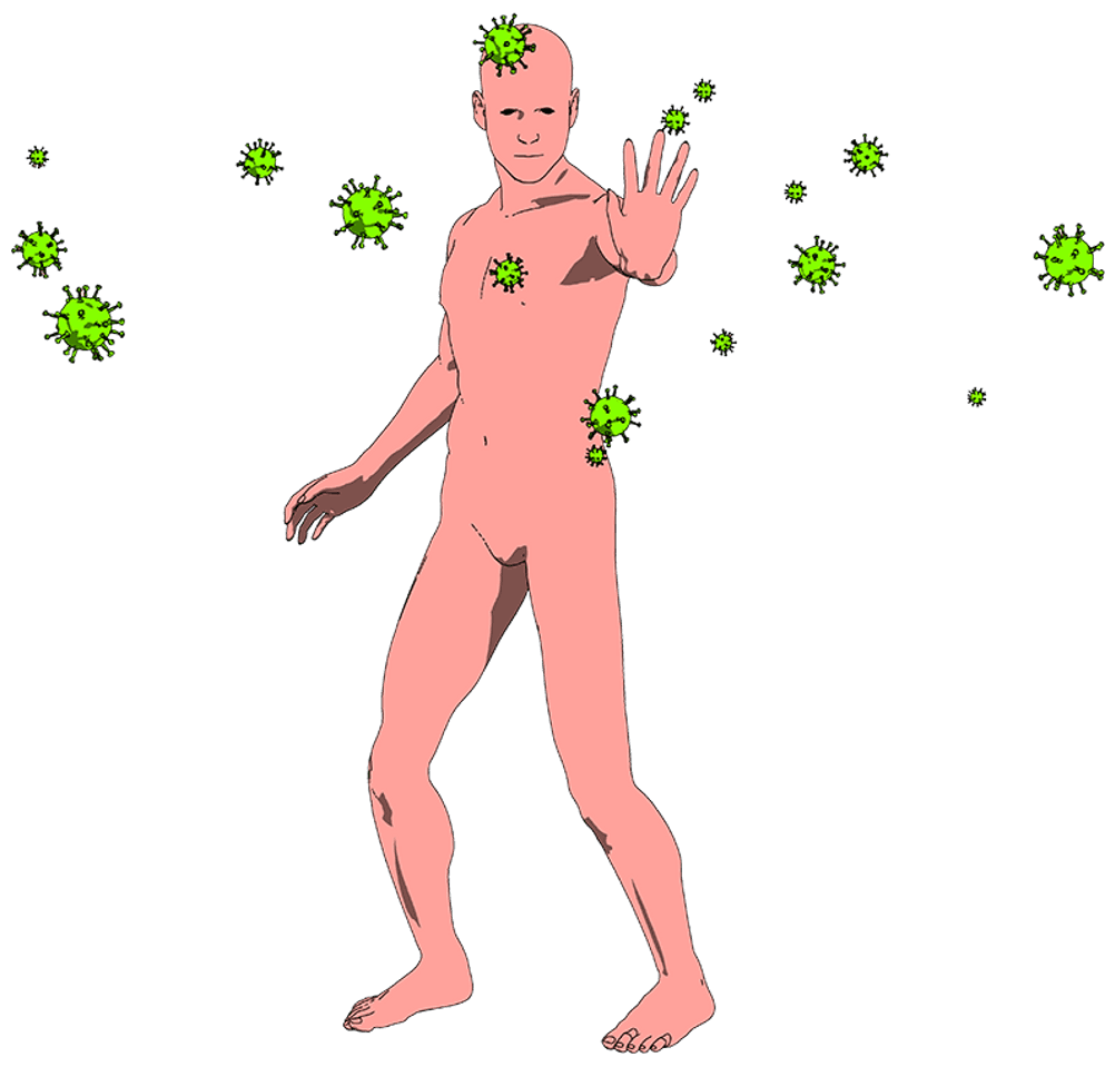 Immunsystem und Wundheilung
