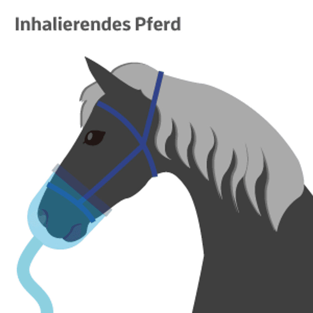 inhalator pferd