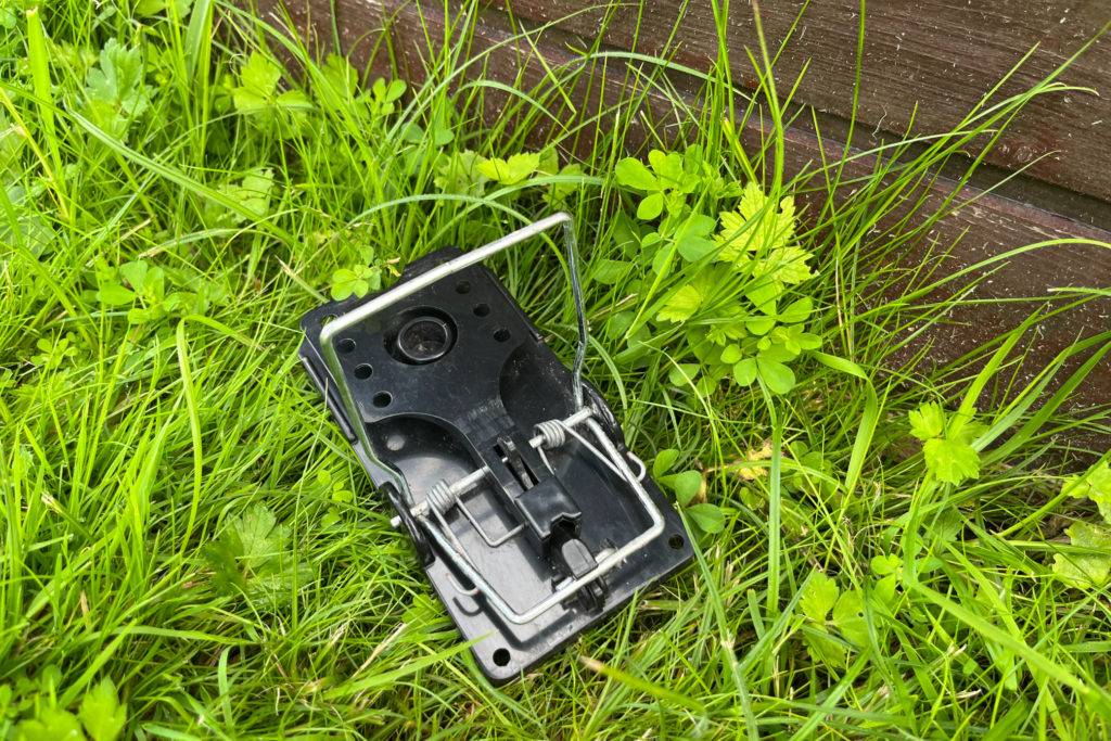 Eine geöffnete Rattenfalle steht im Gras an einem Holzzaunelement
