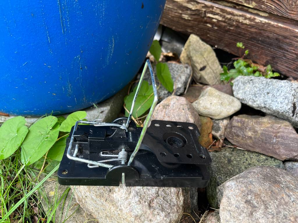 Vor einer Regentonne steht eine geöffnete Rattenfalle auf einem Stein.