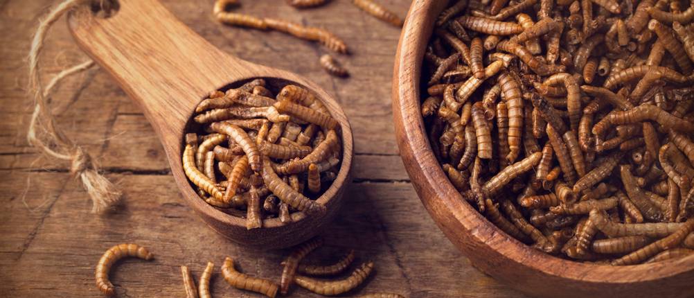 insekten-essen-test