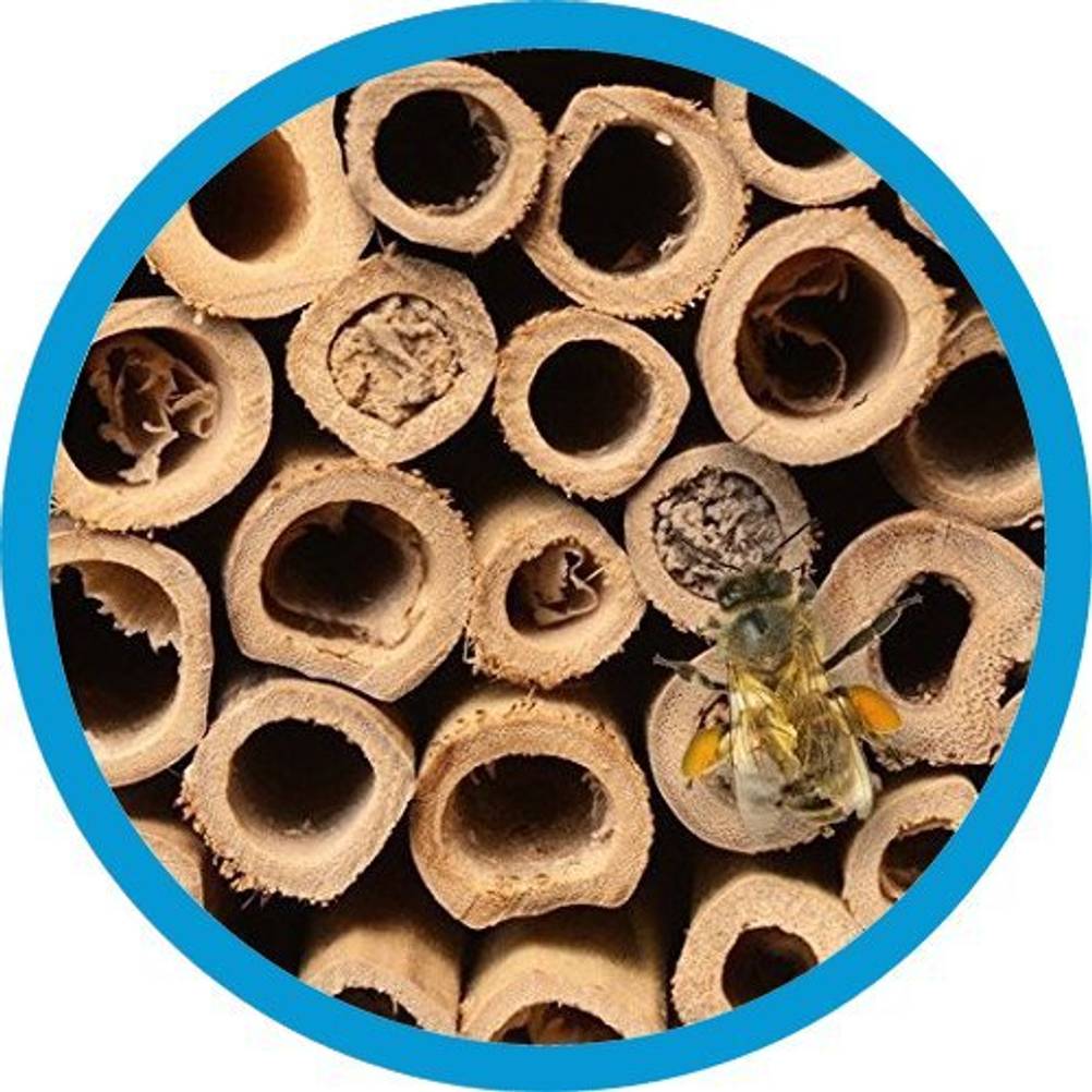 bienen unterschlupf