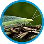 fliegen insektenhotel