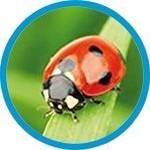 Insektenhotel Marienkäfer