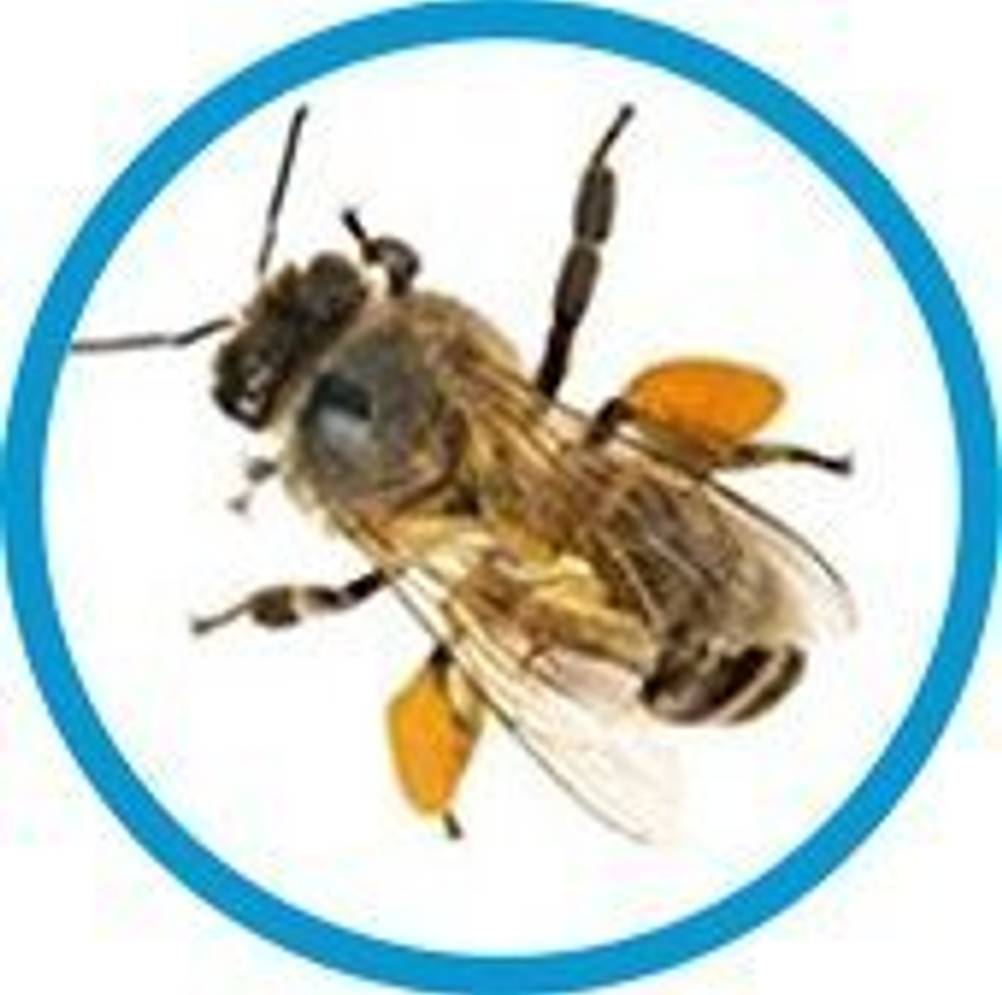 wildbienen nisthilfe