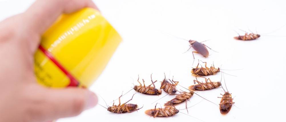 Insektenspray Test