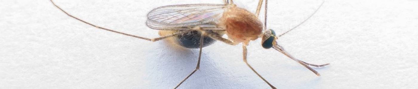 Tests & Vergleiche aus der Kategorie Insektenstiche