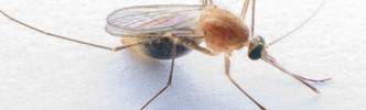 Tests & Vergleiche aus der Kategorie Insektenstiche