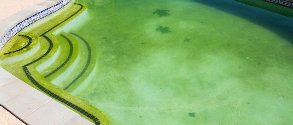 Intex-Filterpumpe-Test: Großer Pool von oben mit grünem schmutzigem Wasser.