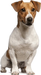 Jack Russel Terrier