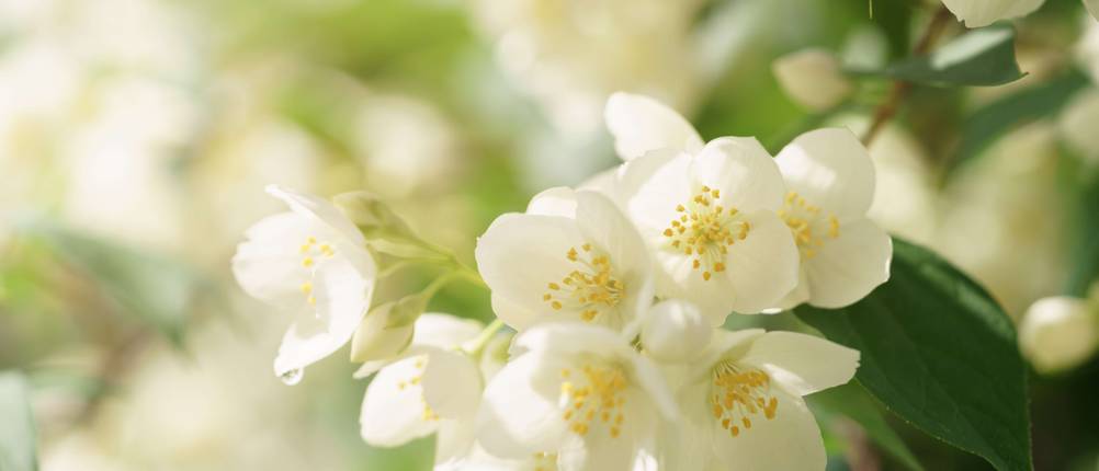 Jasmin-Pflanze Test 