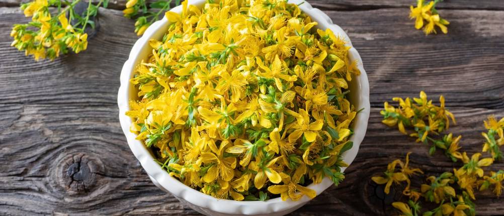 johanniskraut gelb 